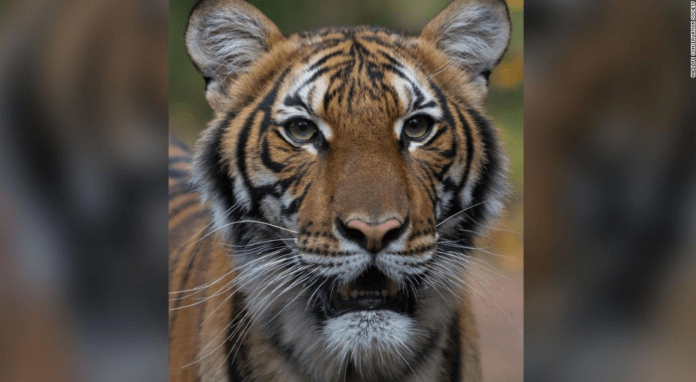 tiger