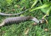 snake