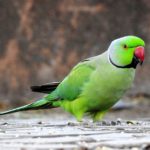 Parrot to give evidence in its owner’s murder trial