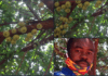 Ghanaians react as "apple tree" produces fruits after 5 years in Kumasi