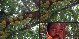 Ghanaians react as "apple tree" produces fruits after 5 years in Kumasi