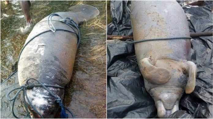 The creature which looks like Manatee Sea Cow was eventually killed and meat shared