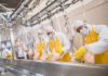coronavirus meat factory