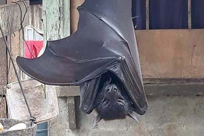 huge bat