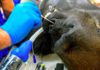 coronavirus gorilla