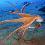 Why impunity walks on Octopus legs in Ghana Octopus