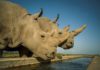 white rhinos