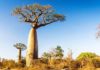 The Baobab tree