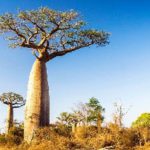 The Baobab tree