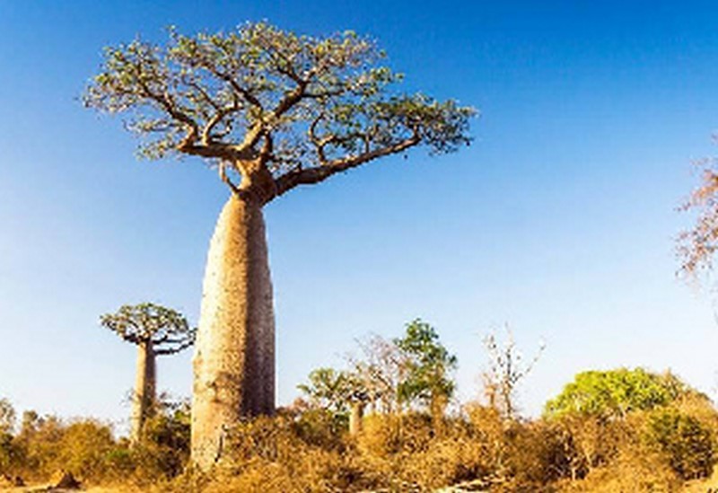 Baobab tree The majestic tree of life in the dry savannah