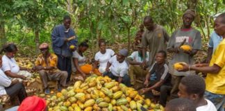 coca farmers