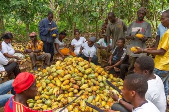 coca farmers