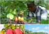 Cashew Farmers