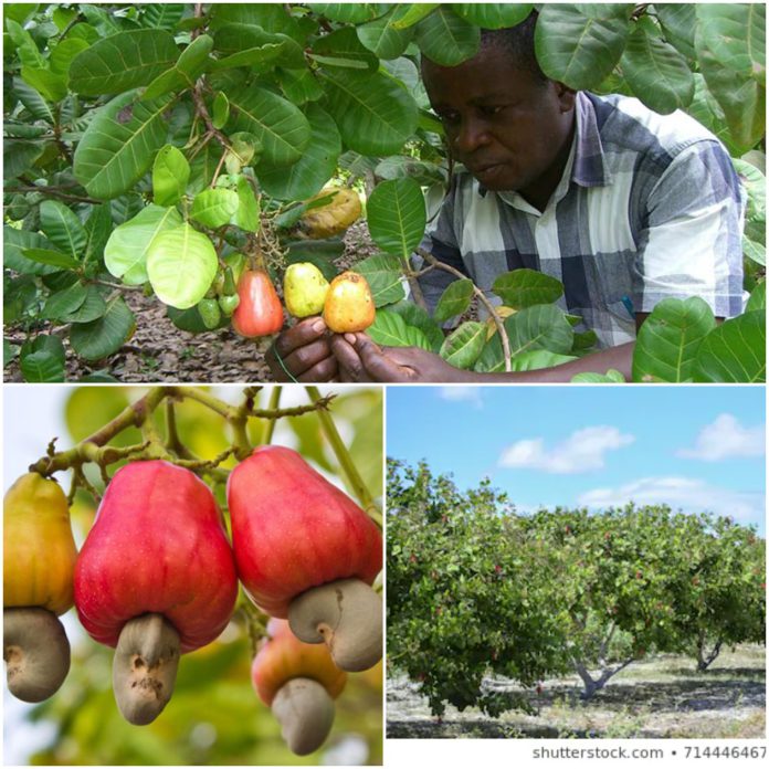 Cashew Farmers