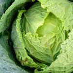 cabbage