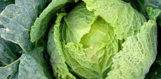 cabbage