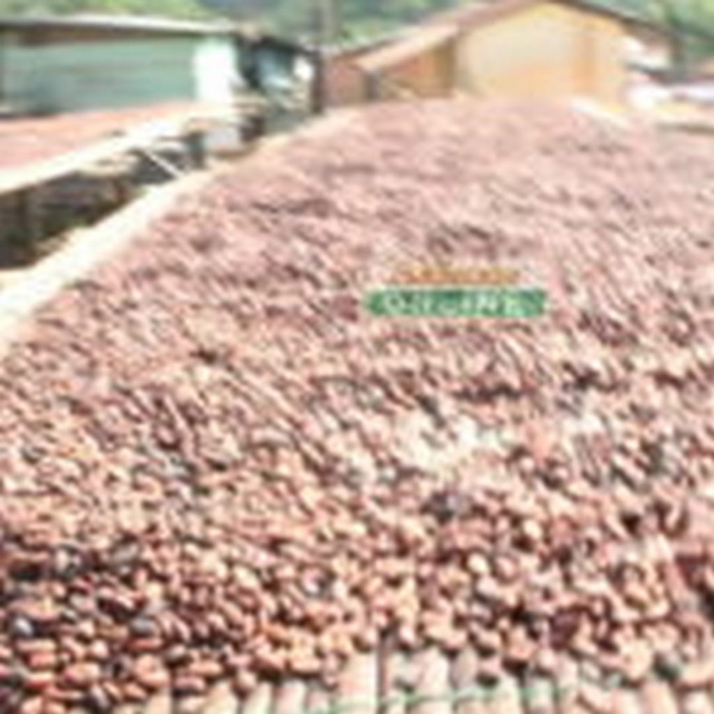 Ghana achieves historic over 1.1m metric tonnes of cocoa beans