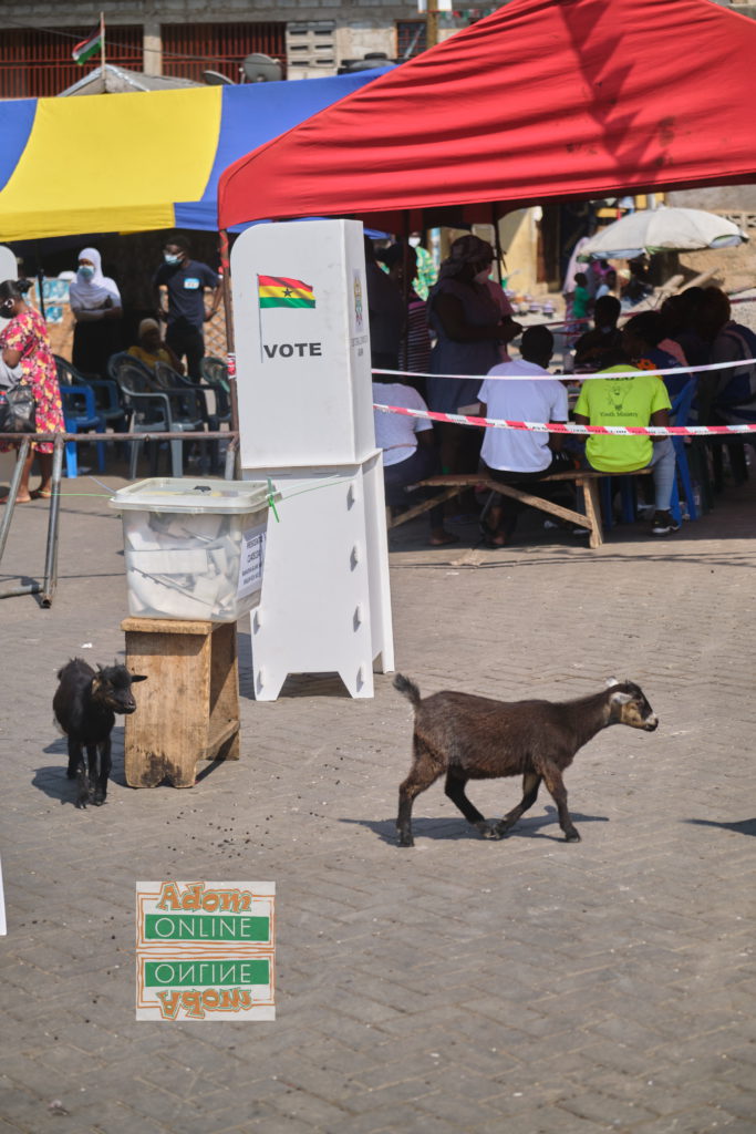 It was such a funny sight to behold at Rashidiya Islamic and English School No 2 in Accra when some goats paraded the grounds of the polling centre whiles electorate voted. Photo by Sammy Moore | Adomonline.com