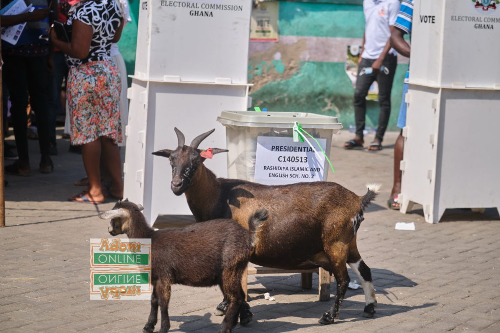 It was such a funny sight to behold at Rashidiya Islamic and English School No 2 in Accra when some goats paraded the grounds of the polling centre whiles electorate voted. Photo by Sammy Moore | Adomonline.com