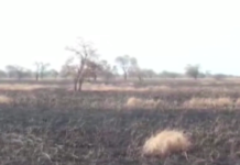 Some 320 out of 413 acres of rice farm belonging to the Northern Regional Chairman of the National Democratic Congress (NDC), Ibrahim Mobila has been consumed by fire. | Adomonline.com