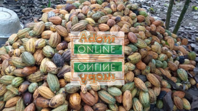 Beyi W’ano: Nkuguasa Cocoa Research Institute in limbo