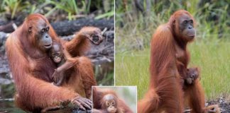 monkey