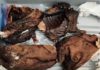 US Customs and Border Protection officers seized "bushmeat" at Newark airport Sunday, the agency said.