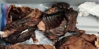 US Customs and Border Protection officers seized "bushmeat" at Newark airport Sunday, the agency said.