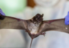 Bats can harbour viruses