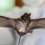Bats can harbour viruses