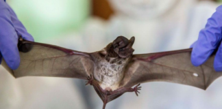 Bats can harbour viruses