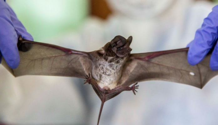 Bats can harbour viruses