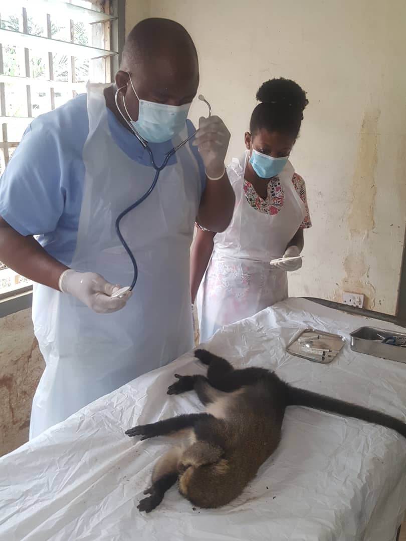 Monkey delivered of a baby through Csection at Kumasi Zoo [Photos]