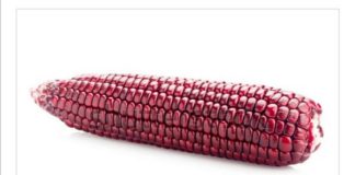 'Abele Azani', the red maize