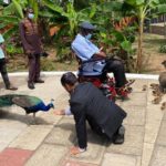 Gregory Andrews with former president, John Kufuor, and the peacock gifts