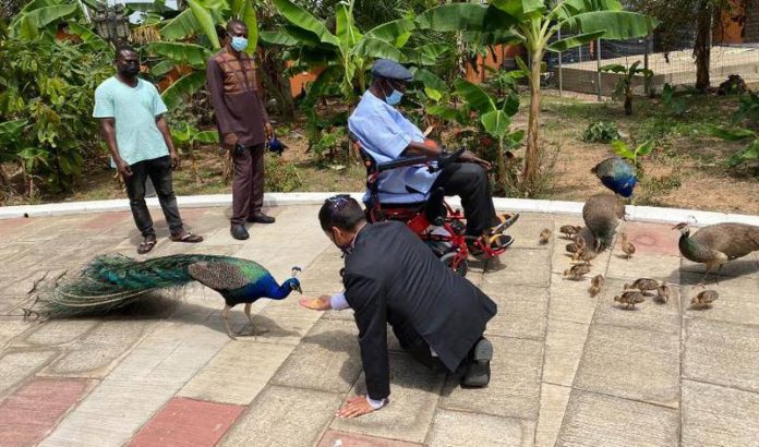 Gregory Andrews with former president, John Kufuor, and the peacock gifts