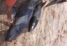 dead dolphins washed ashore coasts