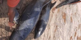 dead dolphins washed ashore coasts