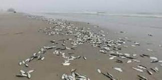dead fishes