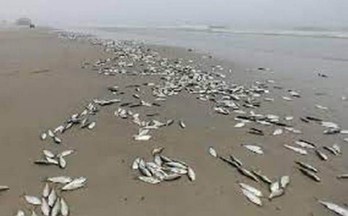 dead fishes