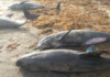 Dolphins washed ashore died from stress factors – Preliminary investigations