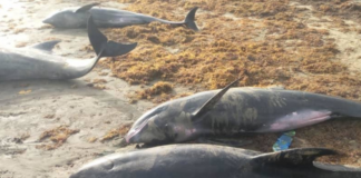 Dolphins washed ashore died from stress factors – Preliminary investigations