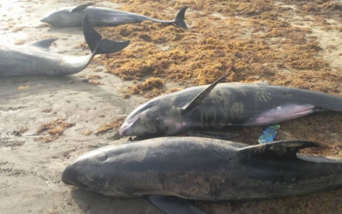 Dolphins washed ashore died from stress factors – Preliminary investigations