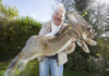 Annette Edwards with Darius, her continental giant rabbit – she has offered a £1,000 reward for his return