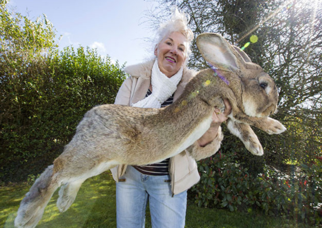 'World's biggest rabbit' stolen from home