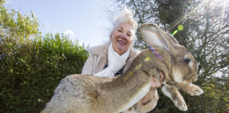 Annette Edwards with Darius, her continental giant rabbit – she has offered a £1,000 reward for his return
