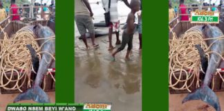 dead dolphins