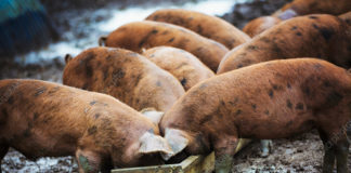 The Scavengers - Waiting Our Turn