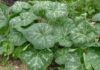 Pumpkin leaf