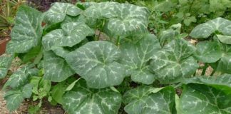 Pumpkin leaf